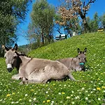 بيت للعطل Fattoria Cristina Romantic Garden With Pool & Farm Animals In Tuscany - Fenice