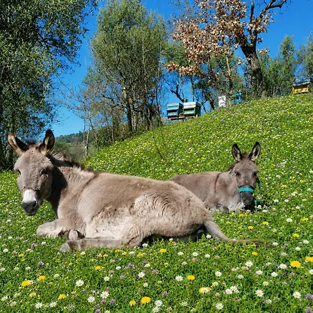 펜션 Fattoria Cristina Romantic Garden With Pool & Farm Animals In Tuscany - Fenice